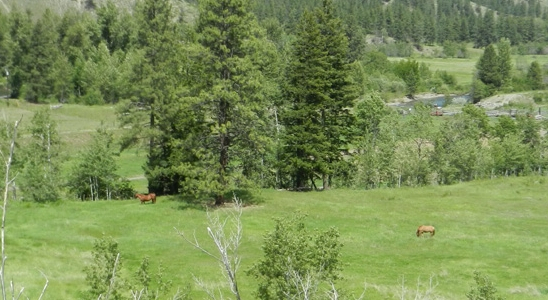 Horses grazing in pasture.